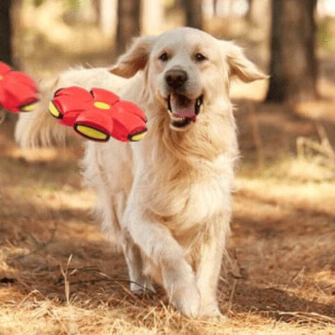 Brinquedo Voador para Cães com Função 2 em 1 - SkyHound Brinquedo Voador para Cães com Função 2 em 1 - SkyHound Life Store 